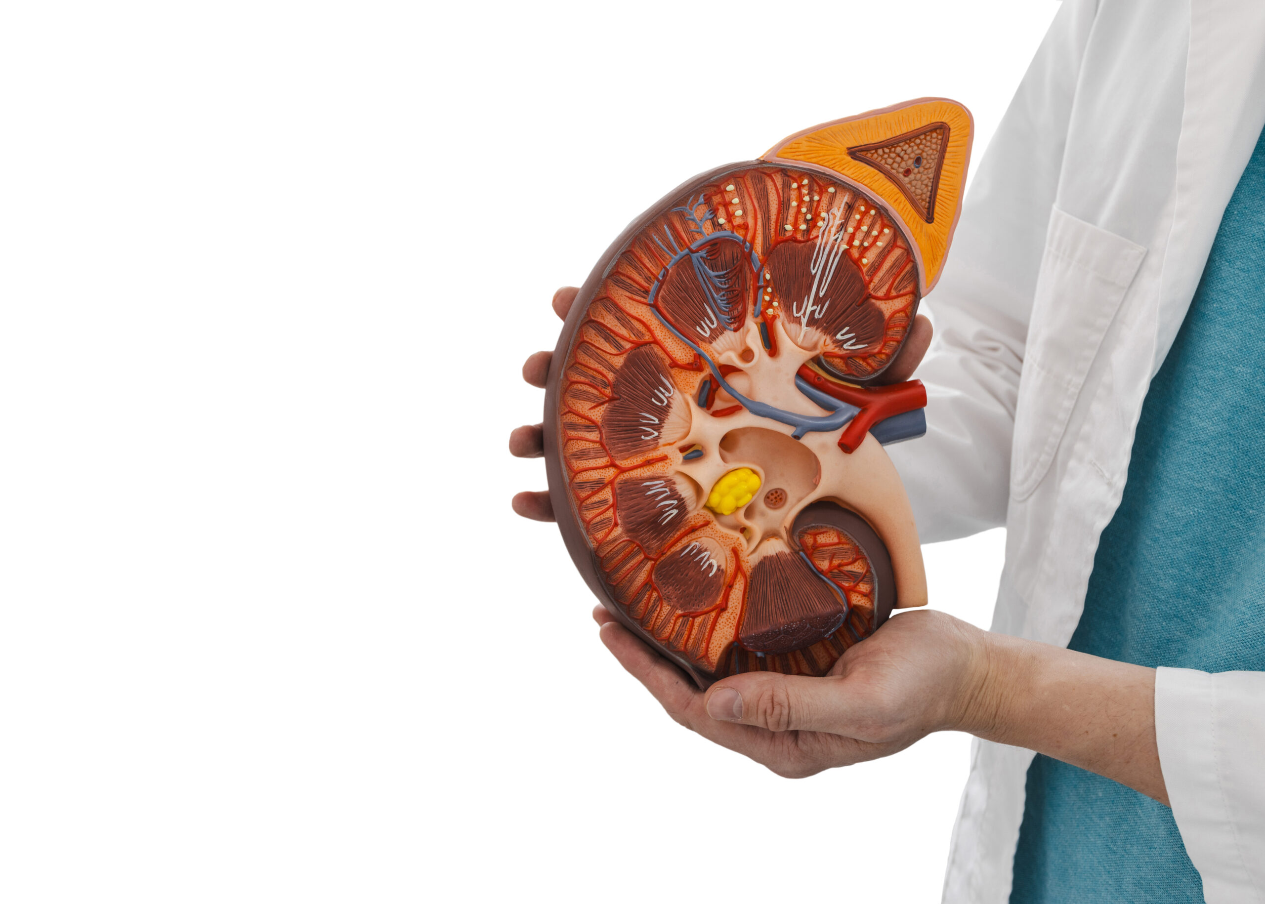 Medical anatomical model of kidney in doctor's hands, isolated on white background. Human kidney health