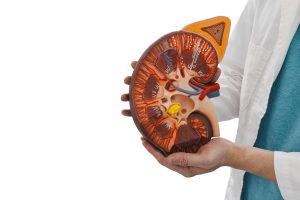 Medical anatomical model of kidney in doctor's hands, isolated on white background. Human kidney health
